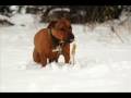 American Pit Bull Terrier -  " fight in snow "