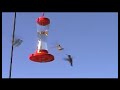 Hummingbirds of the Santa Cruz Mountains