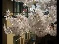 Daigaku-Dori  in  Kunitachi