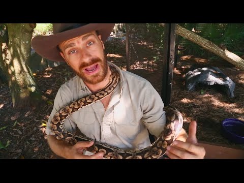YouTube reptile video