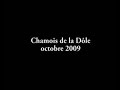 chamois de la Dôle-automne 2009