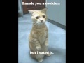 Very Funny Cats