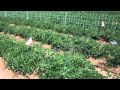 Rominger Brothers Farms - Tomatoes