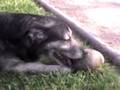 videos de El perro come roca