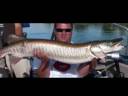 Beautiful St Lawrence muskies in the summer - big musky