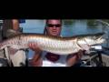 Beautiful St Lawrence muskies in the summer - big musky