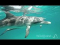 Dolphin Tales - September 2012