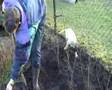 Bullmastiff video