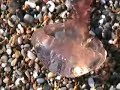 cala domestica -  mare smeraldo in Sardegna