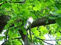 Zi?ba (Fringilla coelebs) Zi?ba (Fringilla coelebs)