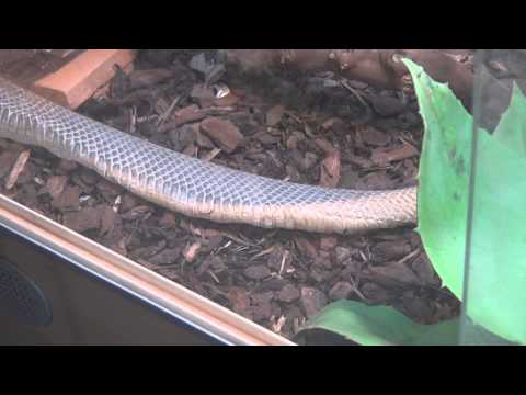YouTube reptile video