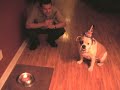 Watch 'Celebrando el Cumpleaños de mi English Bulldog'