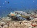 Diving Maldives