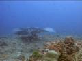 Diving Maldives