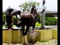 KATHIAWARI breed Horse