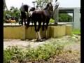 KATHIAWARI breed Horse
