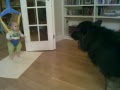 Cute Baby George & Stupid Dog