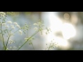 Become a fan on Facebook: facebook.com This short film was shot on a wonderful day in April 2011. We used the Nikon D5100 and shot with the D-Movie function. Lenses: Nikkor 50mm F/1.8, Nikkor 18-200mm ISO: 100 Music by Fenchel & Janisch Our own website: www.fenchel-janisch.com Subscribe to our channel for more Nikon D5100 footage! http Twitter: www.twitter.com