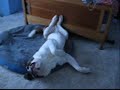 Bailey's 2008 Adventures
