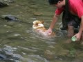 柯基犬肥屁最愛玩水(Welsh Corgi Febby's favorite sport)