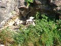 Peregrine chicks on a scrape in Yorkshire