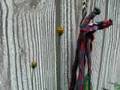 plants on porch update