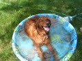 \"How to properly water a Golden Retriever\" \"How to properly water a Golden Retriever\"
