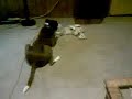 Noah vs. Cricket III