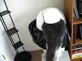 Otto the Trash Cat
