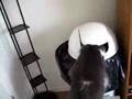 Otto the Trash Cat