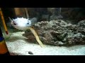 Porcupine fish attempting to eat a bigger crab,crab escpae death -attempt 3
