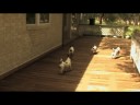 Movie Trailer - Adventurous Tails: Sugar