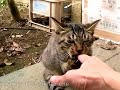 kitty cat song 03 「tsuneo tv+miette one」