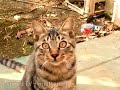 kitty cat song 03 「tsuneo tv+miette one」