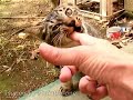 kitty cat song 03 「tsuneo tv+miette one」