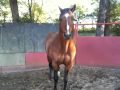Pyron Six Stallion