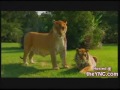 Lion and Tiger Mix..flv