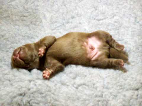 Chocolate Labrador Puppy