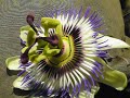 passionsblume