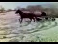 Wiejski drift koniem :D:D:D:D