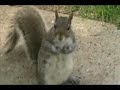 Squirrel and a Rabbit video clip (Canon FS100) Squirrel and a Rabbit video clip (Canon FS100)