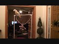 Talking Bird , FREAK OUT , Parrot Cockatoo