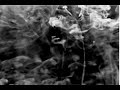 sagitta - Jellyfish