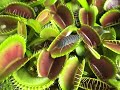 A sowbug gets owned by the Venus Flytrap A sowbug gets owned by the Venus Flytrap