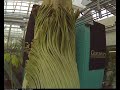 Gustavus Corpse Flower (Titan Arum) Blooming May 12th Cam 1