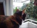 おしゃべりな猫の言葉 - 「typhoon!」