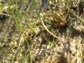 videos de Spots the Super Frog - Part 5-B