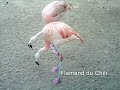 mes plus belles photos du zoo et en musique en plus ! r�sum� de 3 h de marche !