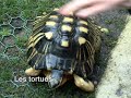 mes plus belles photos du zoo et en musique en plus ! r�sum� de 3 h de marche !
