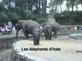 Le zoo de la palmyre